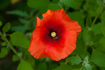 Fototapeta premium red poppy on a green background. flower in natural environment