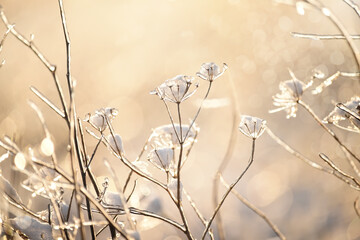 delicate openwork flowers in the frost. Gently frosty natural winter background. Beautiful winter morning in the fresh air. Soft focus. 