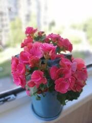 beautiful blooming red begonia in a blue pot