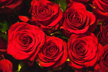many red roses. a bouquet of beautiful flowers