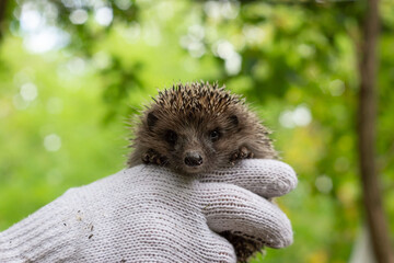 holds a small hedgehog in gloves. On a green bokeh background. Wildlife, spiny thorns of a hedgehog in the hands of a guy, holding him in gloves