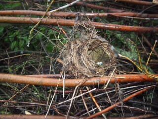 
bird nest