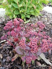 beautiful Burgundy blooming Sedum on a mulched flower bed