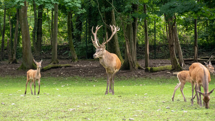 Focus on handsome fallow deer