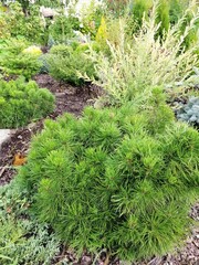 round green Pinus mugo mughus on mulch beds with Salix Hakuro-Nishiki,Ilex crenata Convexa, fir trees, junipers and Abies koreana. Coniferous plant nursery