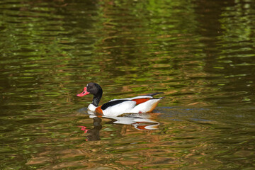 Common shelduck (Tadorna tadorna) swimming in water in which surrounding vegetation is reflected. 