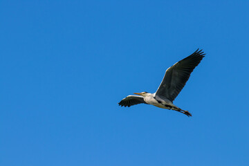 Fototapeta na wymiar Flying grey heron against a deep blue sky