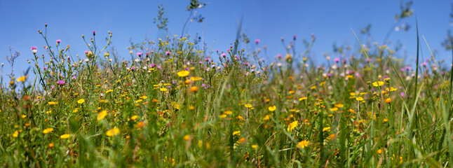 Beautiful meadow with wildflowers and wild native herbs at sunset. Summer nature background. Alternative medicine.