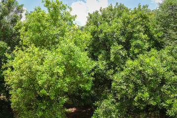 Macadamia nut tree in the summer - macadamia farm on countryside agriculture