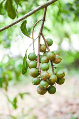 Macadamia nuts hanging on branch macadamia tree in farm in the summer /