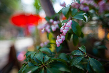 梅雨時期に咲く綺麗な花