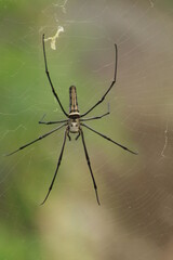 Spider with pretty color close up picture