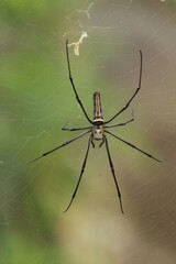 Spider with pretty color close up picture