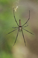 Spider with pretty color close up picture