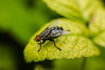 Macro image of green plant in the big garden