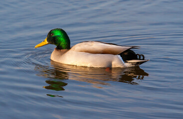 Swimming sunlit male mallard 