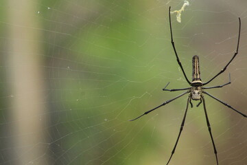 Spider with pretty color close up picture