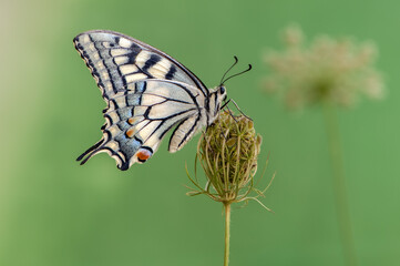 Fototapeta na wymiar summer day in the meadow you can see the butterfly Papilio Machaon, basking in the dry grass