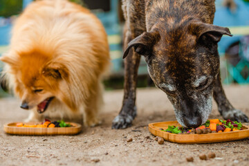 Dogs eating food