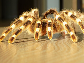 Tarantula Skin on wooden floor