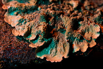 Lichen Under Blue Light