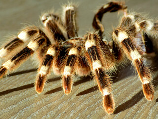 Tarantula Skin on wooden floor