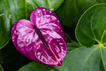 Purple Anthurium