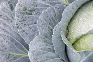 Background with a big fresh cabbage closeup.