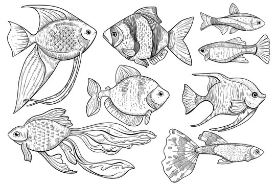 Fish sketch. Freshwater and ocean fish animal sketch illustration in engraved style. Food and fishing sport vector item on white background. Hand drawn water creature food menu isolated icon.