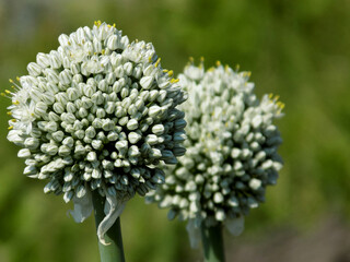 Garlic Flower During Summer Day
