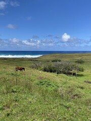 Prairie à l'île de Pâques