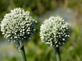 Garlic Flower During Summer Day