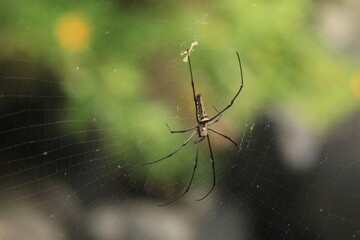 Spider with pretty color close up picture