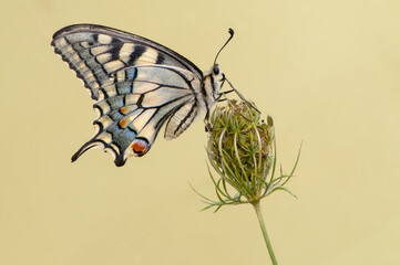 summer day in the meadow you can see the butterfly Papilio Machaon, basking in the dry grass