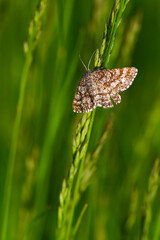 Common Heath moth - Ematurga atomaria, common brown moth from European meadows and grasslands, Zlin, Czech Republic.