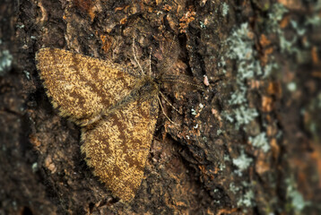 Common Heath moth - Ematurga atomaria, common brown moth from European meadows and grasslands, Zlin, Czech Republic.