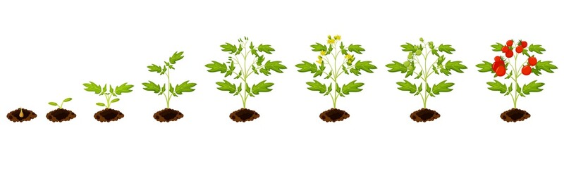 Tomato stage growth. Vector planting process of tomato from seeds sprout to ripe vegetable illustration. Agricultural plant life cycle stage growth infographic isolated set on white background