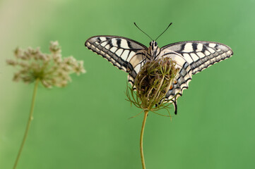 Wonderful butterfly Papilio machaon   on a summer day basking in the dry grass