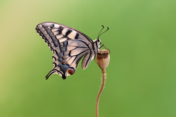 Naklejka na ściany i meble Wonderful butterfly Papilio machaon on a summer day basking in the dry grass