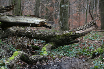 Umgestürzte Bäume im Wald, Windbruch