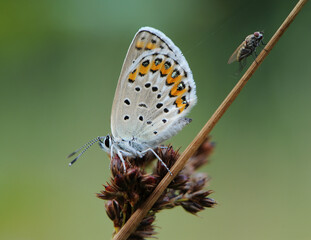 The common blue butterfly Polyommatus icarus and fly on a glade on a summer day on a blade of grass
