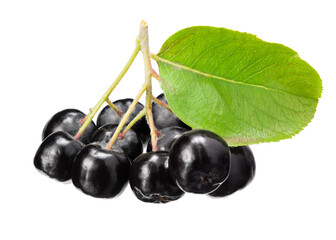 Chokeberry with green leaves isolated on white background. Clipping path and full depth of field