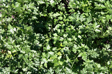 Green carpet of growing parsley leaves. Background.