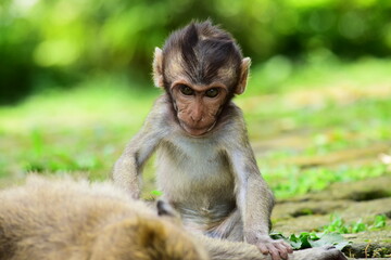 Macaca fascicularis- Baby long tailed monkey. Close up detail of the baby monkey. Monkey isolated