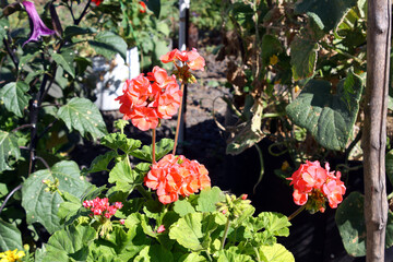 Geraniums blooming red flowers on the street.