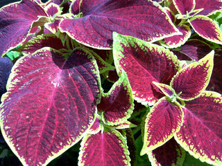 Beautiful Colorful Leafs from Close Look
