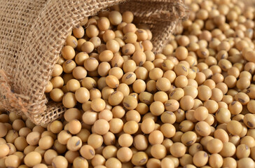 Soybeans in sack bags, soybean background,Agricultural products.