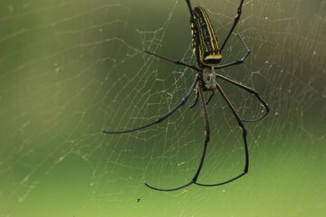 Spider with pretty color close up picture