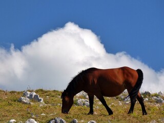 horse