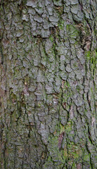 Obraz premium Tree bark texture image. Nature wood background